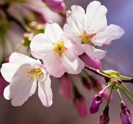 cherry blossom