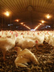 chickens