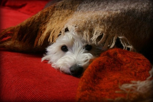 Dog hiding under blanket