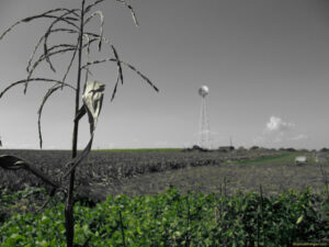 corn
