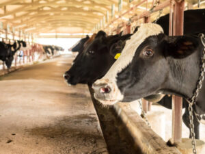 Antibiotic resistance threatens human health