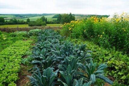 Organic gardening, classes