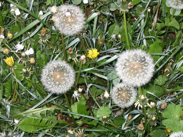 Edible weeds