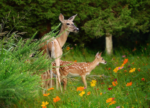 deer