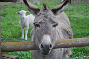 donkey