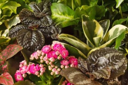 11 Easy Indoor Plants That Practically Take Care of Themselves