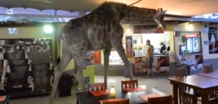 giraffe