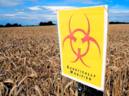 Hiding the Truth About GMO Corn? Controversial Study Disappears after Just One Day Online