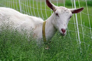 goats
