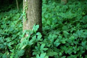goldenseal