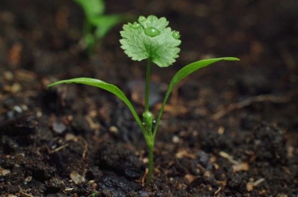 growing cilantro from seed