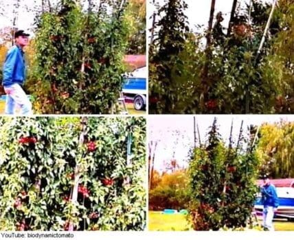 Tall tomato plants growing vertically on stakes in a garden setting