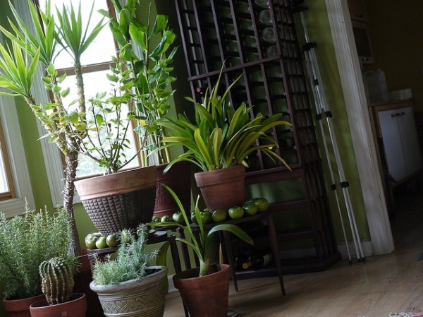 Cluster of indoor plants