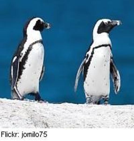 Two African penguin chicks standing on sand against a blue background
