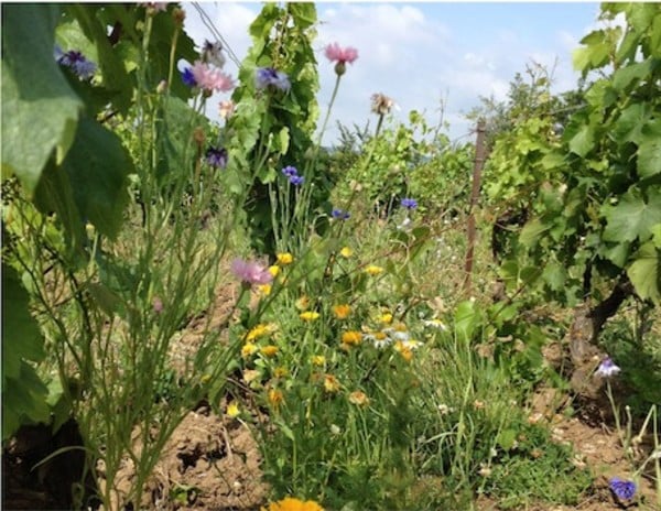 Biodynamic Champagne