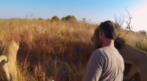 You Can Still Eat African Lion Meat in the U.S., but Not for Long