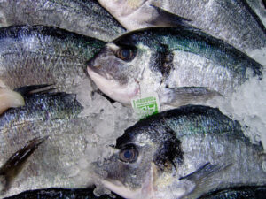 mercury in fish