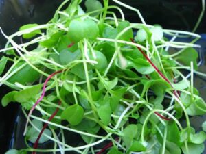 Micro Greens=Mega Nutrition: Your Guide to How to Grow Microgreens