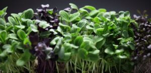 Micro Greens=Mega Nutrition: Your Guide to How to Grow Microgreens