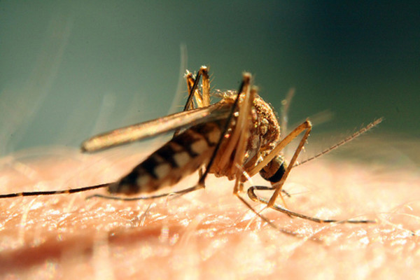 mosquito
