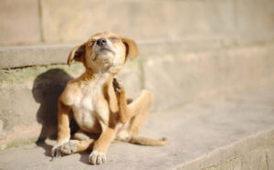 natural flea treatment