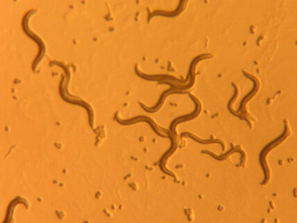 nematodes