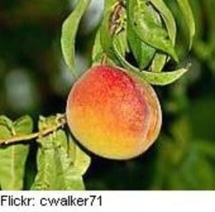 Ripe peach hanging from branch with green leaves