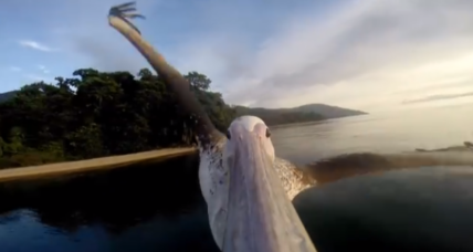 pelican
