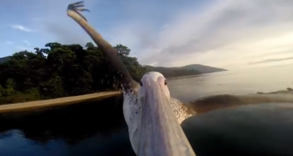 pelican