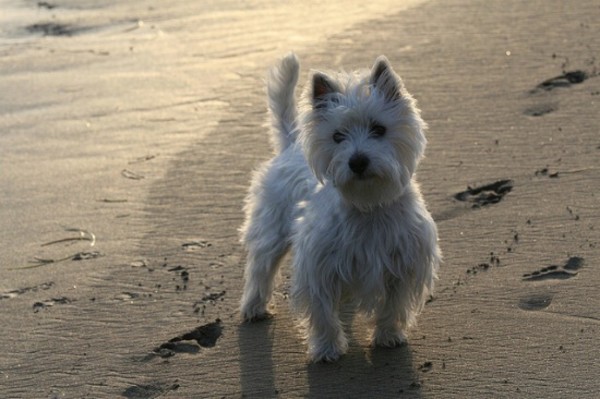 Dog on the beach