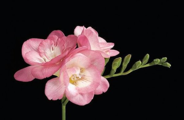 pink fountain freesia