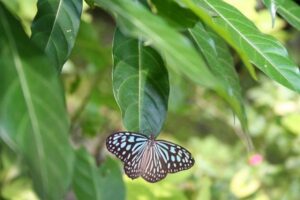 plants that attract butterflies