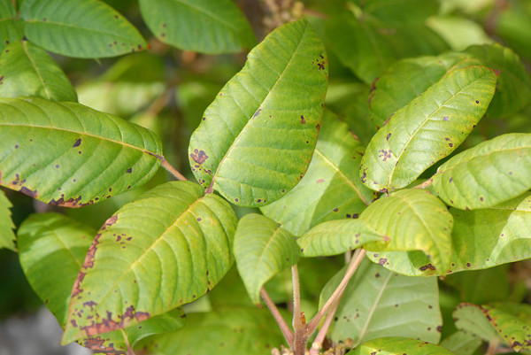 poison ivy