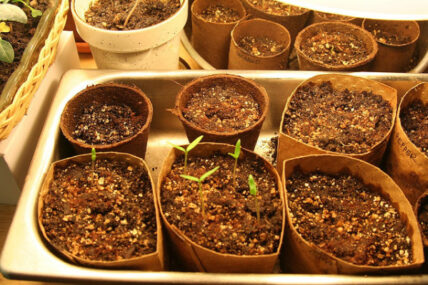 seedlings