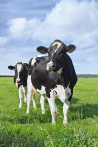 Antibiotics in Our Food Supply Suck: Meet the Farmers Who Ditched Them Forever [Video]