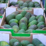 Are We Eating Too Many Avocados? Avocado Farmers Can't Keep Up