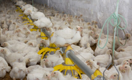 Poultry Industry Prepares to Fight Bird Flu with Controversial Vaccine