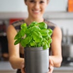 How to Grow Basil From Seedlings to Salad