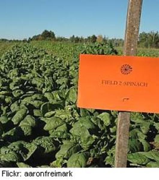 Orange field marker labeled "Field 2 Spinach" in a leafy green spinach crop