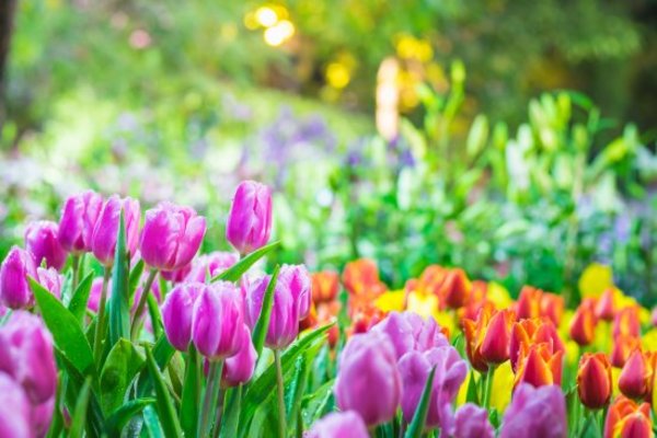 Color Me Happy! 10 Ways to Add Color to Your Spring Garden NOW.