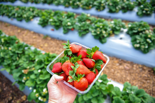 strawberry season