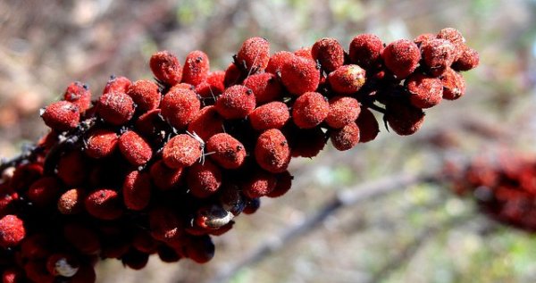 Sumac spice plant