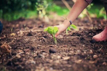 Sustainable living ideas for Earth Day.