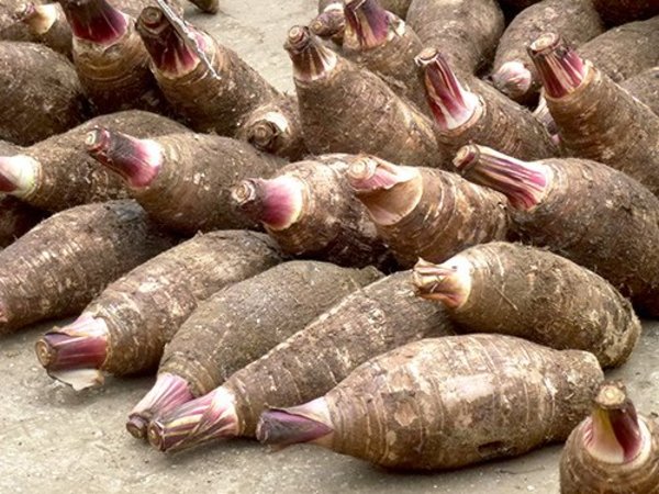 taro root nutrition