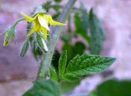 tomato blossom