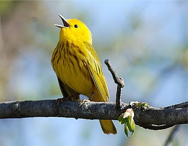 warbler