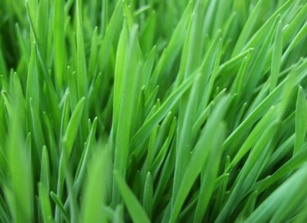 wheatgrass