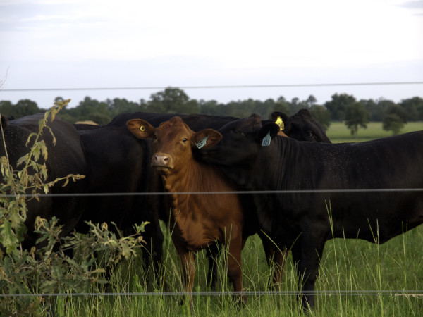 white oak pastures