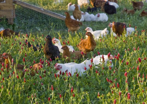 white oak pastures