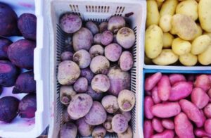 Don't Get Caught in the Cold: 6 Reasons You Want to Sign Up For a Winter CSA Share Now